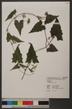 Mikania micrantha Kunth pὯA