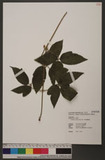 Clematis leschenaultiana DC. �Ku
