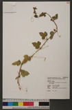 Passiflora foetida L. var. hispida (DC. ex Triana & Planch.) Killip f
