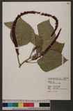 Acalypha hispida Burm. f. JKA