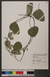 Stephania japonica (Thunb. ex Murray) Miers d