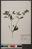 Siegesbeckia orientalis L. QV