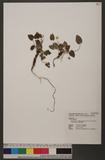 Viola nagasawai Makino & Hayata var. pricei (W. Becker) Wang & Huang ܤj