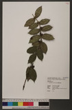 Lasianthus wallichii Wight 긭˾