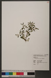 Sedum actinocarpum Yamamoto PGү