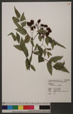 Rubus alnifoliolatus H. Lév. & Vaniot Na_l
