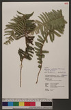 Nephrolepis multiflora (Roxb.) F. M. Jarrett ex C. V. Morton 򸭵ǿ