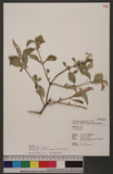 Achyranthes aspera L. g