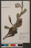 Blumea hieraciifolia (D. Don) DC.