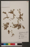 Hedyotis strigulosa Bartl. ex DC. var. parvifolia (Hook. & Arn.) Yamazaki ߦկ