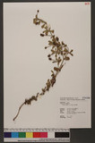 Phyla nodiflora (L.) Greene 過江藤