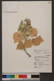 Abutilon indicum (L.) Sweet var. guineense (Schumach.) K. M. Feng BVl