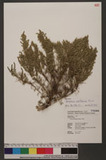 Artemisia capillar...