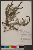 Artemisia capillaris Thunb. }U