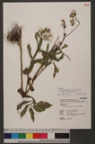 Crassocephalum crepidioides (Benth.) S. Moore
