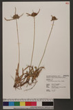 Pycreus polystachyos (Rottb.) P. Beauv. hK