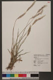 Imperata cylindrica (L.) P. Beauv. var. major (Nees) C. E. Hubb. ex Hubb. & Vaughan խT