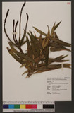 Lilium longiflorum Thunb. var. scabrum Masamune WeʦX