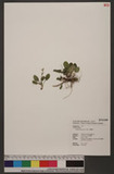 Youngia japonica (...