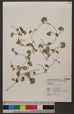 Centella asiatica (L.) Urban p