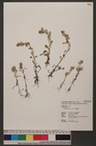 Gnaphalium purpureum L. T