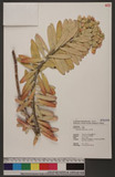 Euphorbia jolkini Boiss. ju