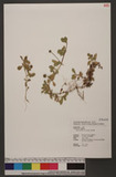 Phyla nodiflora (L.) Greene 過江藤