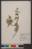 Oenothera laciniata J. Hill 먣