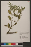 Solanum americanum Miller 光果龍葵