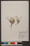 Brachiaria villosa (Lam.) A. Camus uί