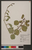 Ipomoea pes-caprae (L.) R. Br. subsp. brasiliensis (L.) Oostst. 馬鞍藤