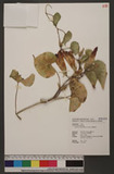 Ipomoea indica (Burm. f.) Merr. 銳葉牽牛