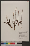 Spiranthes sinensis (Per.) Ames 