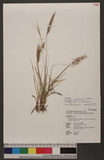 Imperata cylindrica (L.) P. Beauv. var. major (Nees) C. E. Hubb. ex Hubb. & Vaughan խT