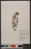Rubus parvifolius L. 