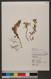 Phyla nodiflora (L...