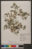 Corydalis koidzumiana Ohwi Kj