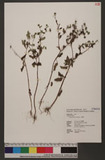 Siegesbeckia orientalis L. QV