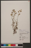 Gnaphalium purpureum L. T