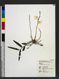 Dendrobium monilif...
