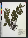Coriaria japonica A. Gray subsp. intermedia (Matsum.) Huang & Huang OW