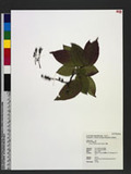 Lyonia ovalifolia ...