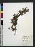 Psychotria serpens L. s