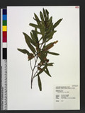 Dodonaea viscosa (L.) Jacq. l