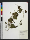 Passiflora foetida L. var. hispida (DC. ex Triana & Planch.) Killip f