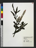 Celosia argentea L...