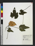 Trichosanthes cucumeroides (Seringe) Maxim. ex Fr. & Sav. 