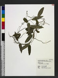 Tylophora taiwanensis Hatusima OWý