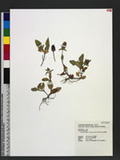 Prunella vulgaris L. subsp. asiatica (Nakai) H. Hara L\