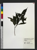 Randia cochinchinensis (Lour.) Merr. }